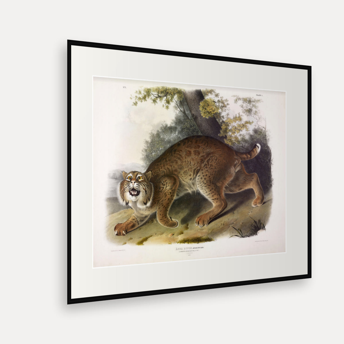 Common American Wild Cat · Plate 1 · Audubon - Quadrupeds of North America Print framed print shown at an angle