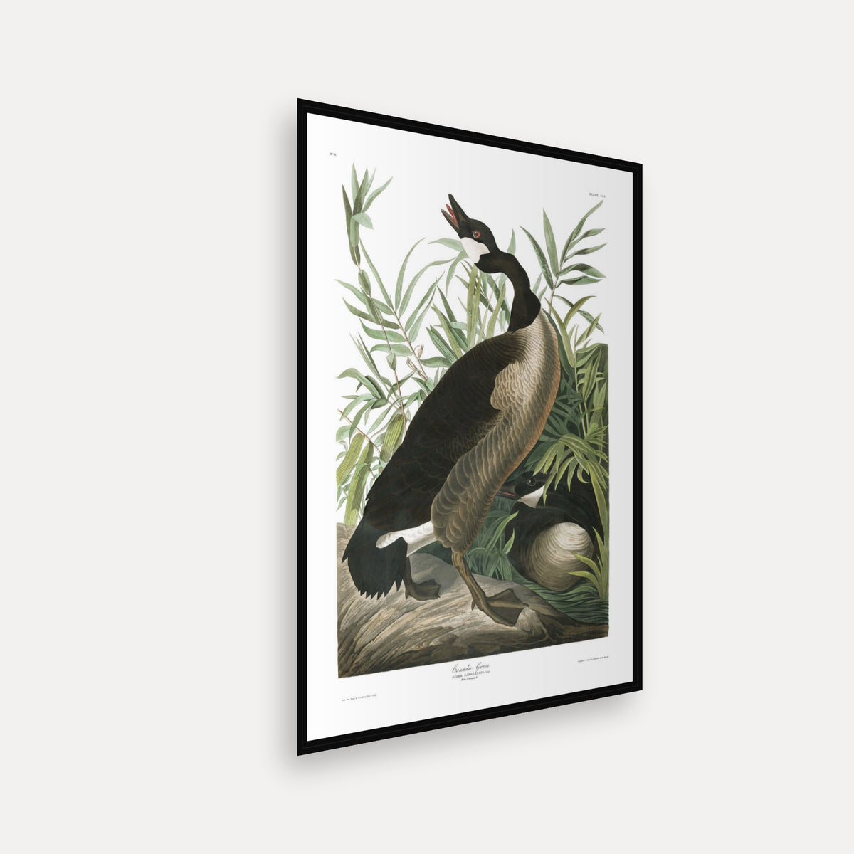 Canada Goose · Plate 201 · Audubon - Birds of America Print