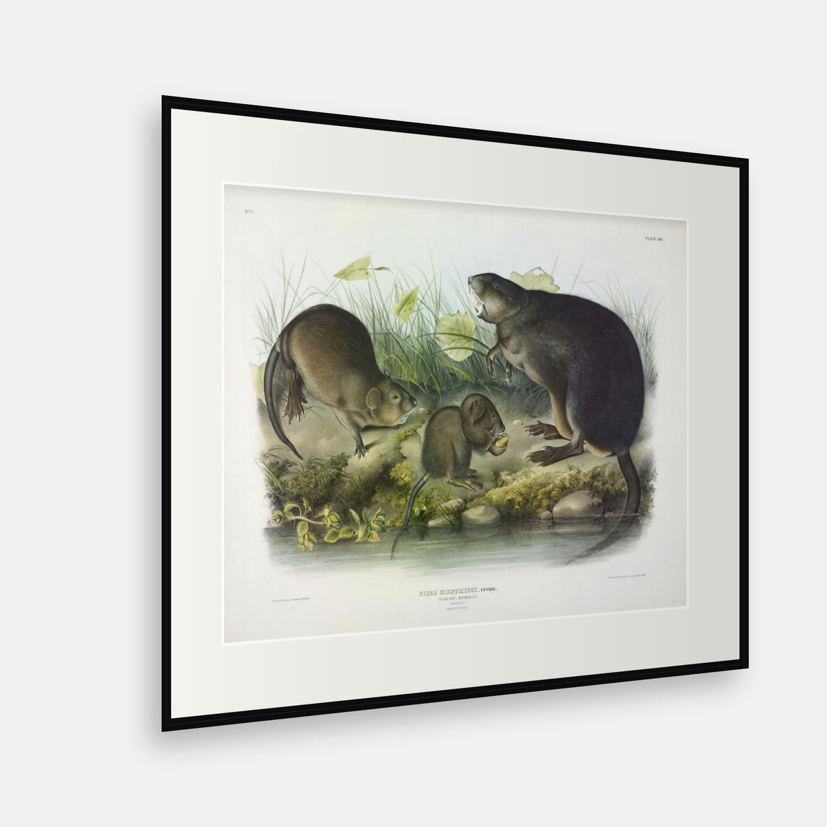 Musk-Rat · Plate 13 · Audubon - Quadrupeds of North America Print framed print shown at an angle