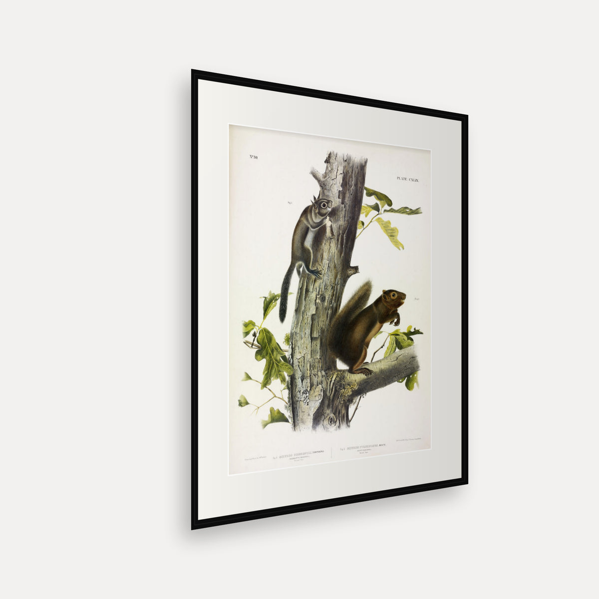 Fremont's and Sooty Squirrels · Plate 149 · Audubon - Quadrupeds of North America Print framed print shown at an angle