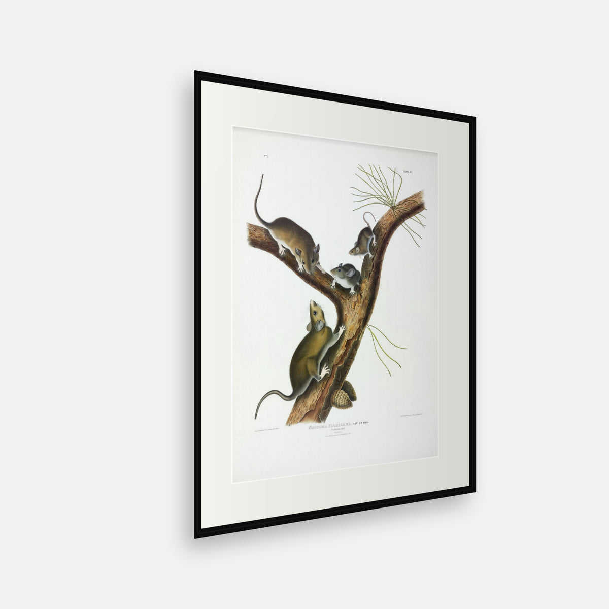 Florida Rat · Plate 4 · Audubon - Quadrupeds of North America Print framed print shown at an angle