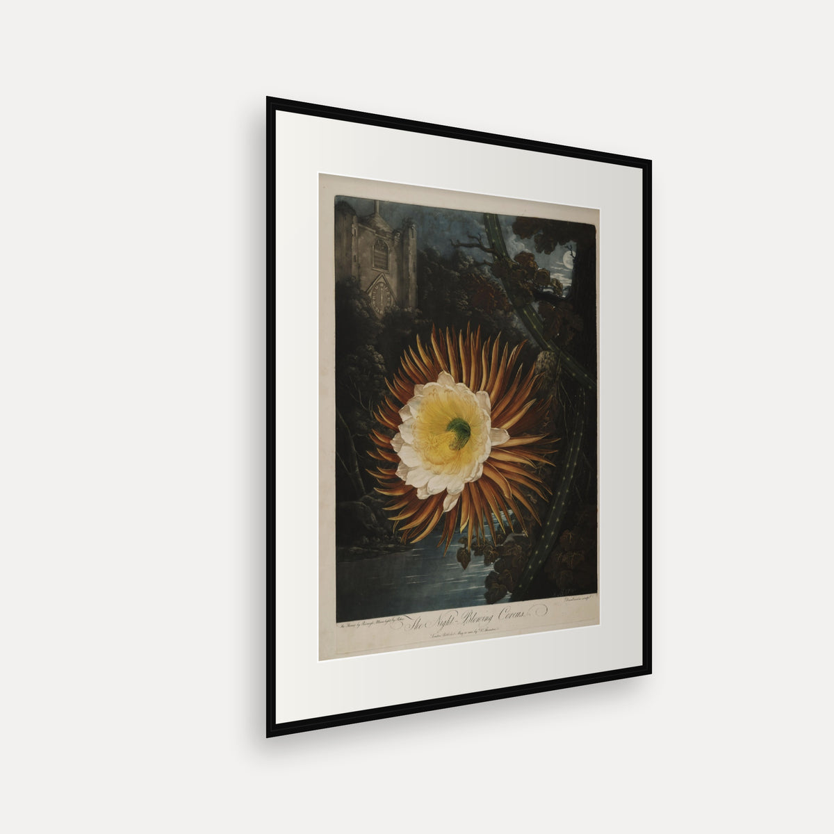 The Night-blowing Cereus · Thornton's Temple of Flora · Vintage Botanical Print