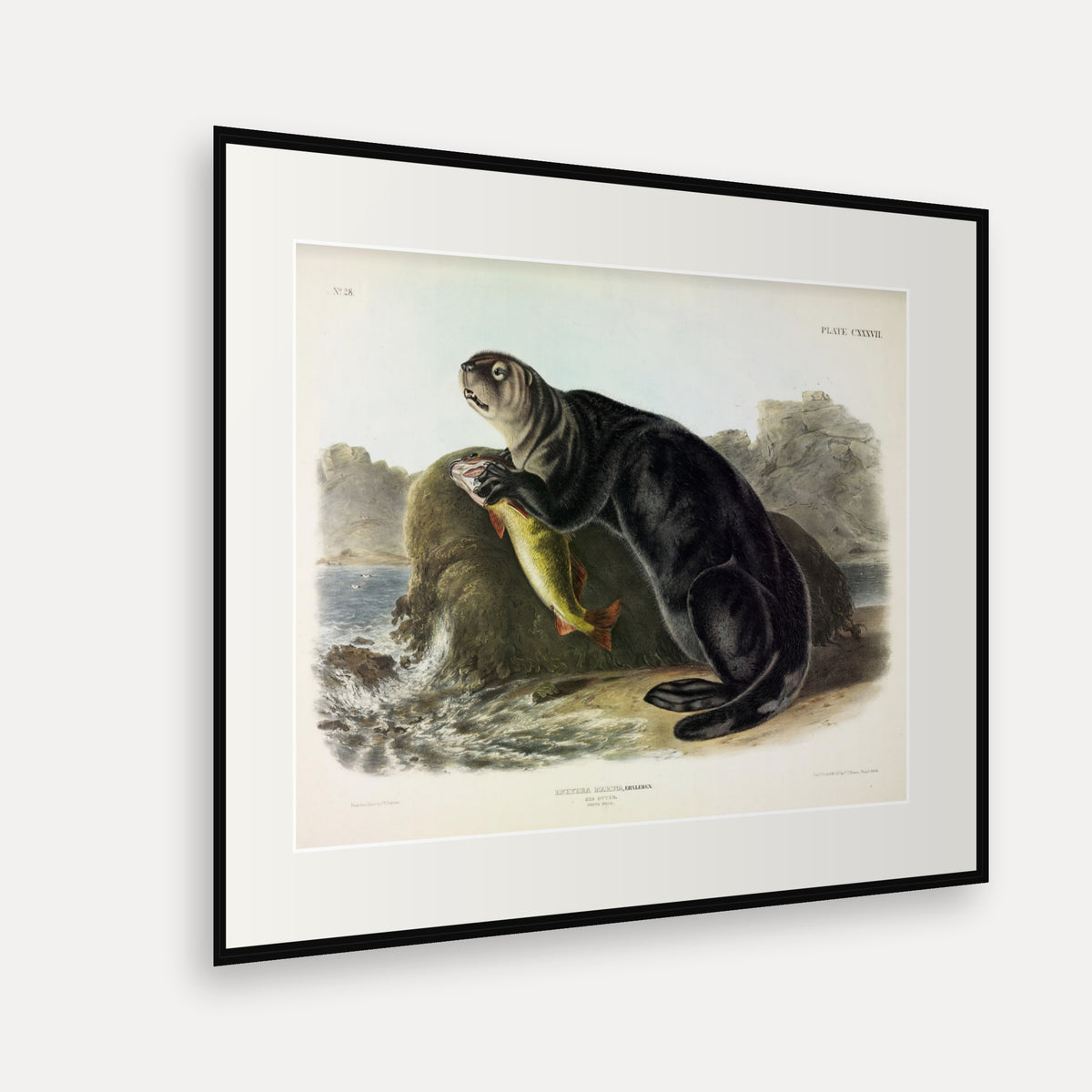 Sea Otter · Plate 137 · Audubon - Quadrupeds of North America Print framed print shown at an angle
