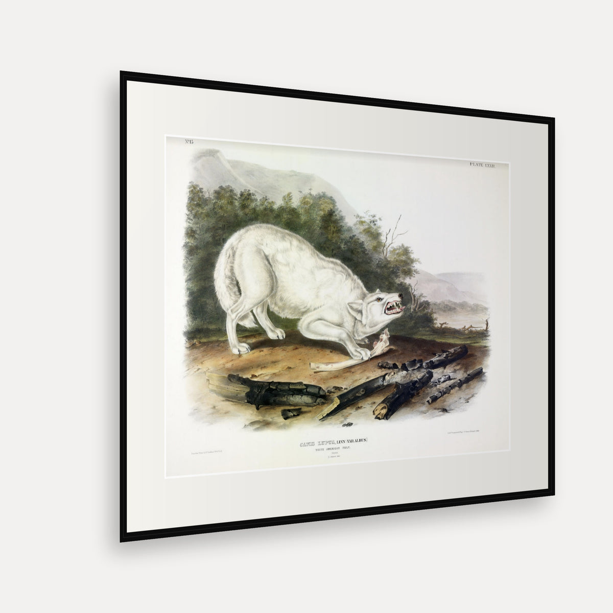 White American Wolf · Plate 72 · Audubon - Quadrupeds of North America Print framed print shown at an angle