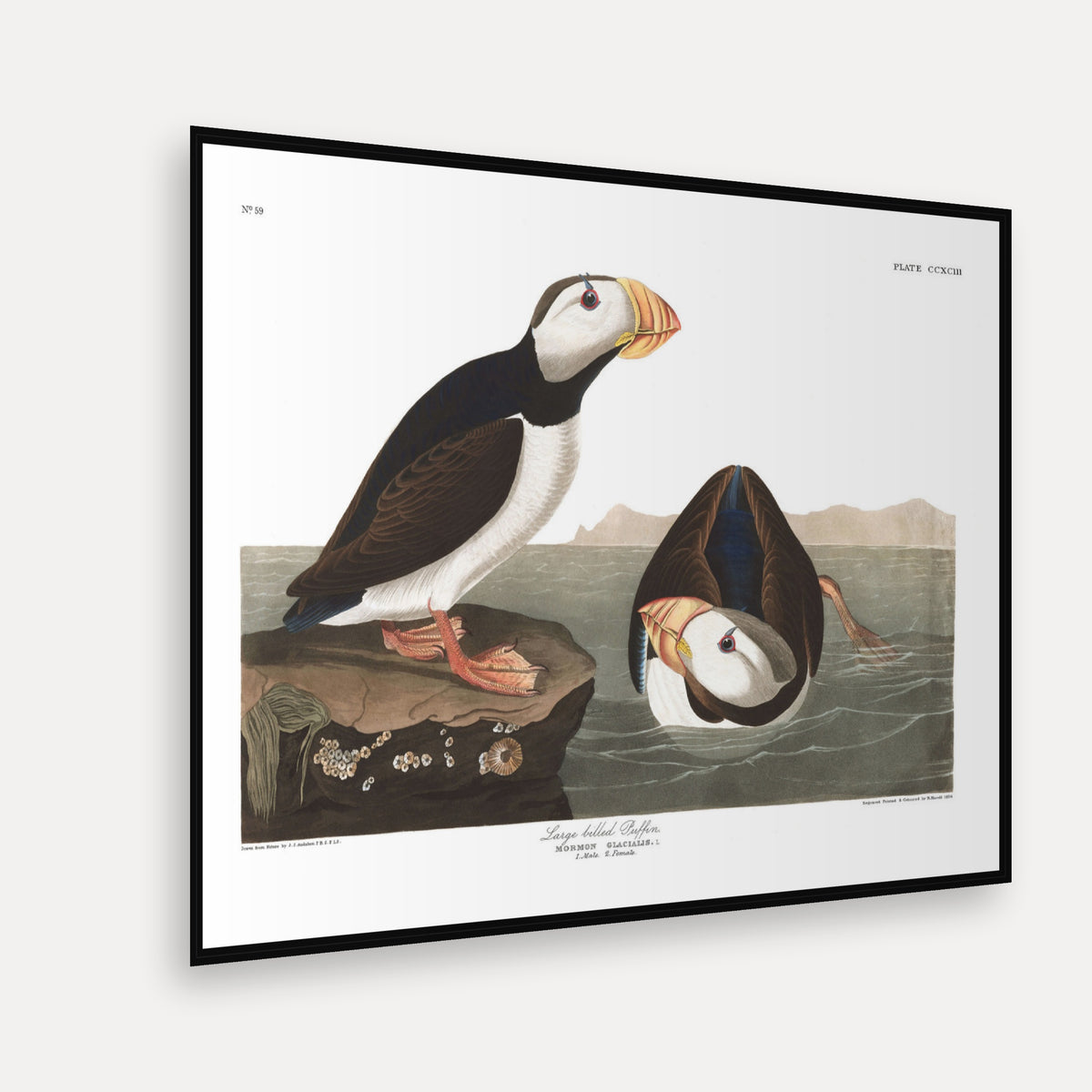 Large billed Puffin · Plate 293 · Audubon - Birds of America Print