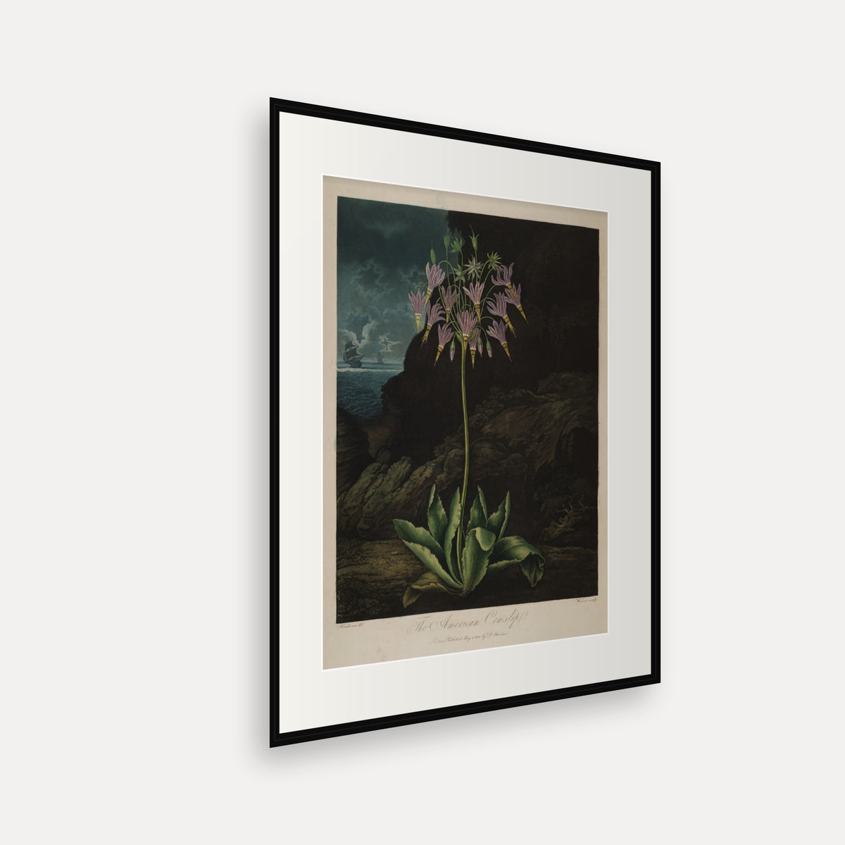 The American Cowslip · Thornton's Temple of Flora · Vintage Botanical Print