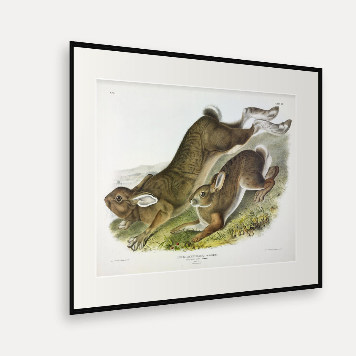 Northern Hare in Summer · Plate 11 · Audubon - Quadrupeds of North America Print framed print shown at an angle