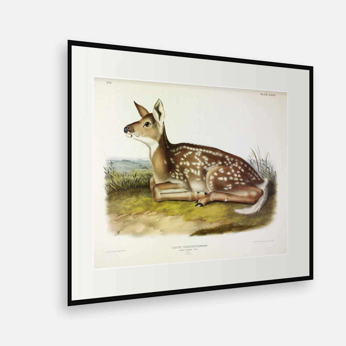 White-tailed Deer Fawn · Plate 81 · Audubon - Quadrupeds of North America Print framed print shown at an angle