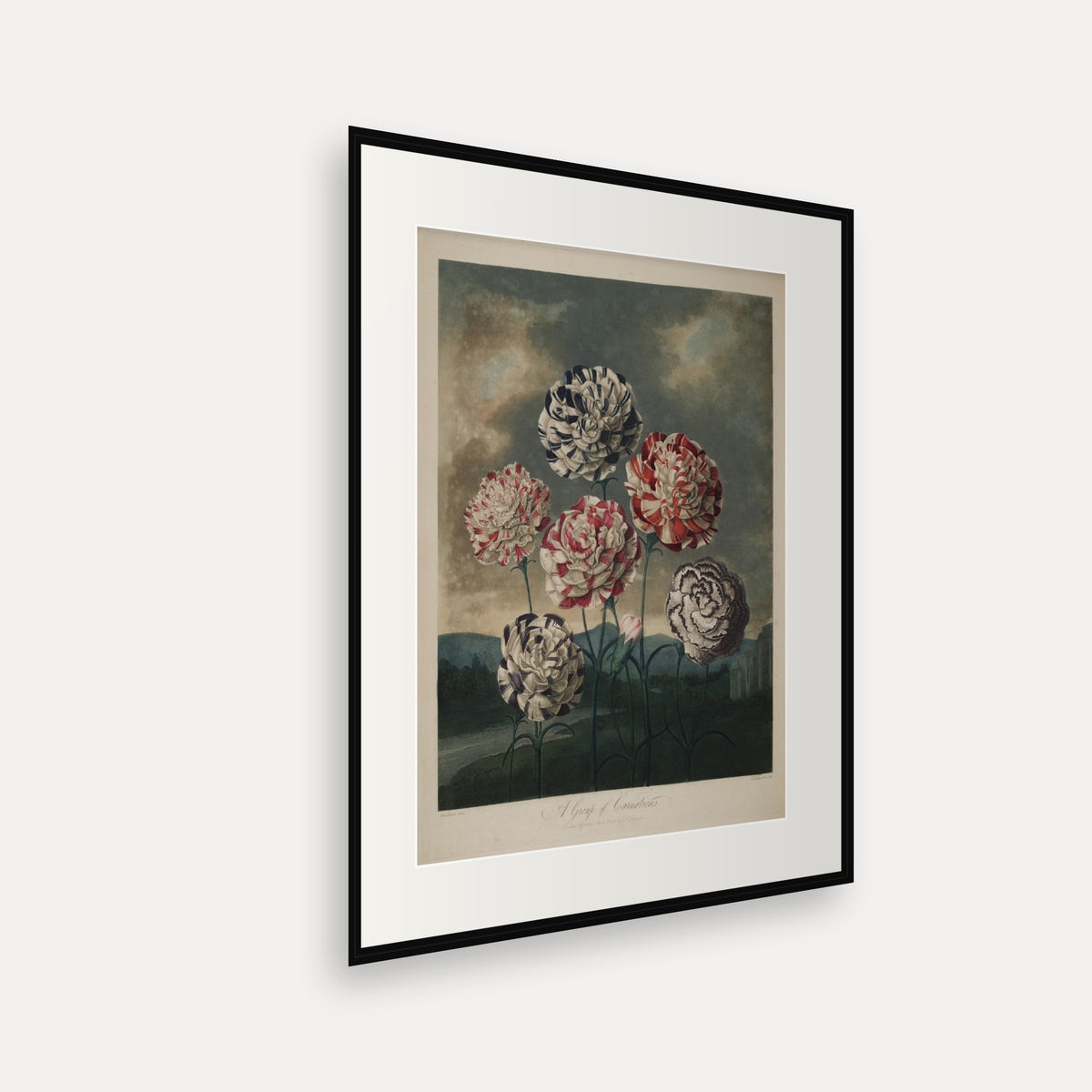 A Group of Carnations · Thornton's Temple of Flora · Vintage Botanical Print