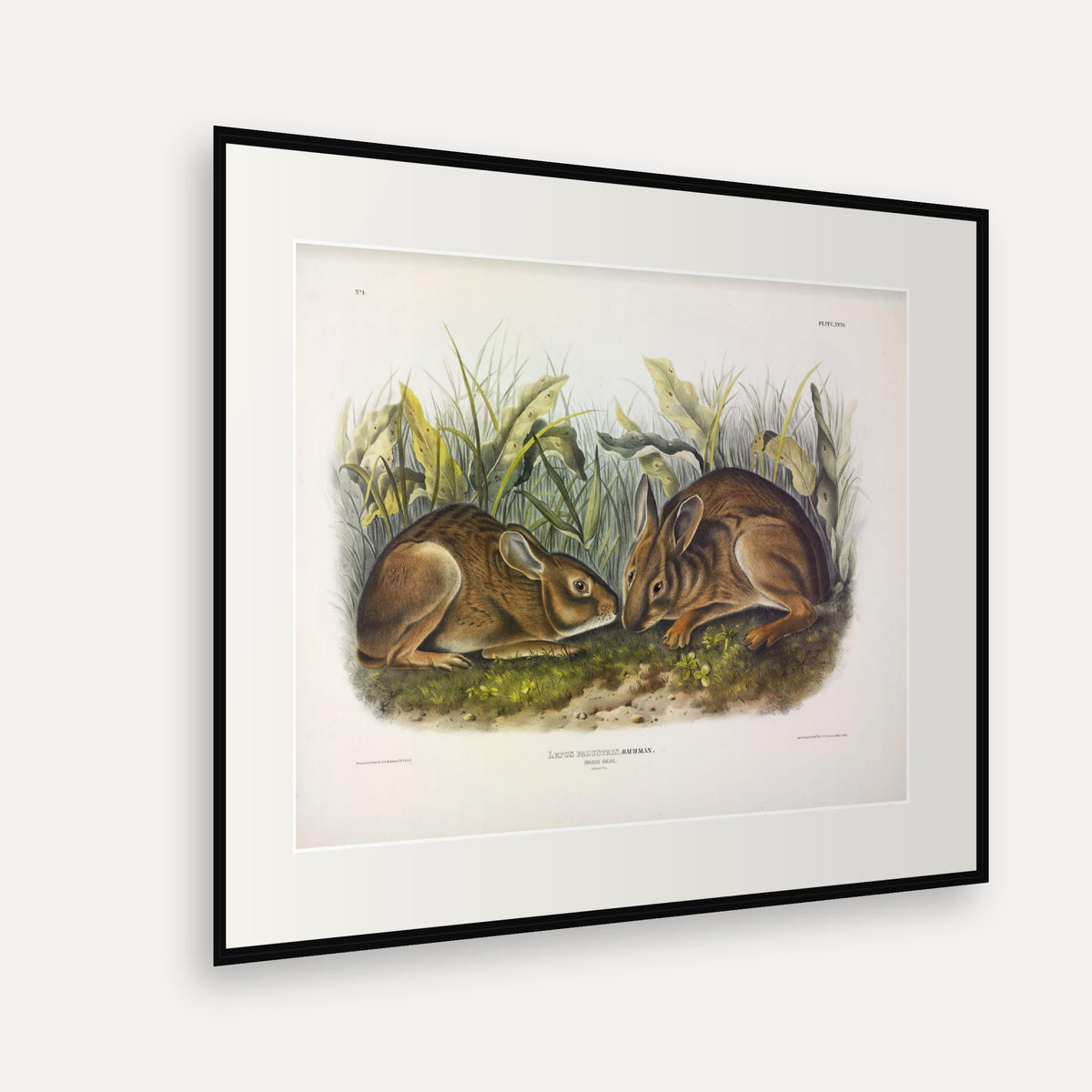 Marsh Hare · Plate 18 · Audubon - Quadrupeds of North America Print framed print shown at an angle