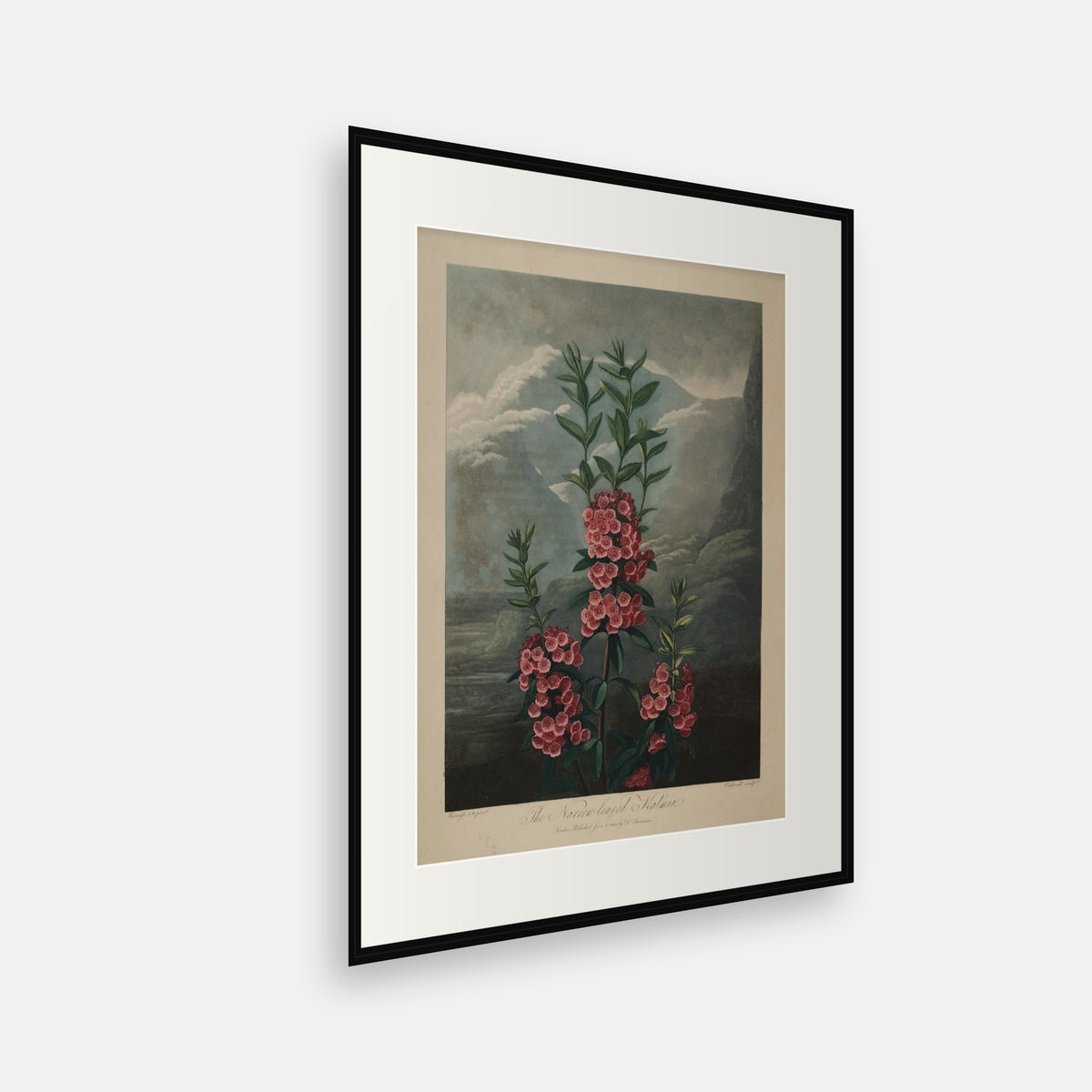 The Narrow-leaved Kalmia · Thornton's Temple of Flora · Vintage Botanical Print