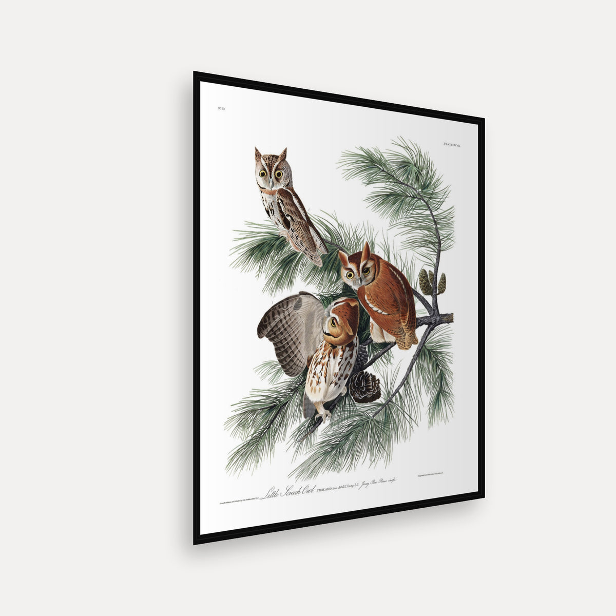 Little Screech Owl · Plate 97 · Audubon - Birds of America Print