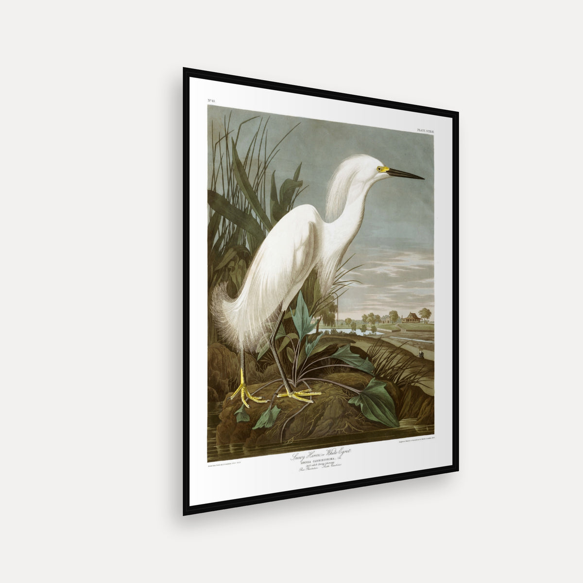 Snowy Heron, or White Egret · Plate 242 · Audubon - Birds of America Print