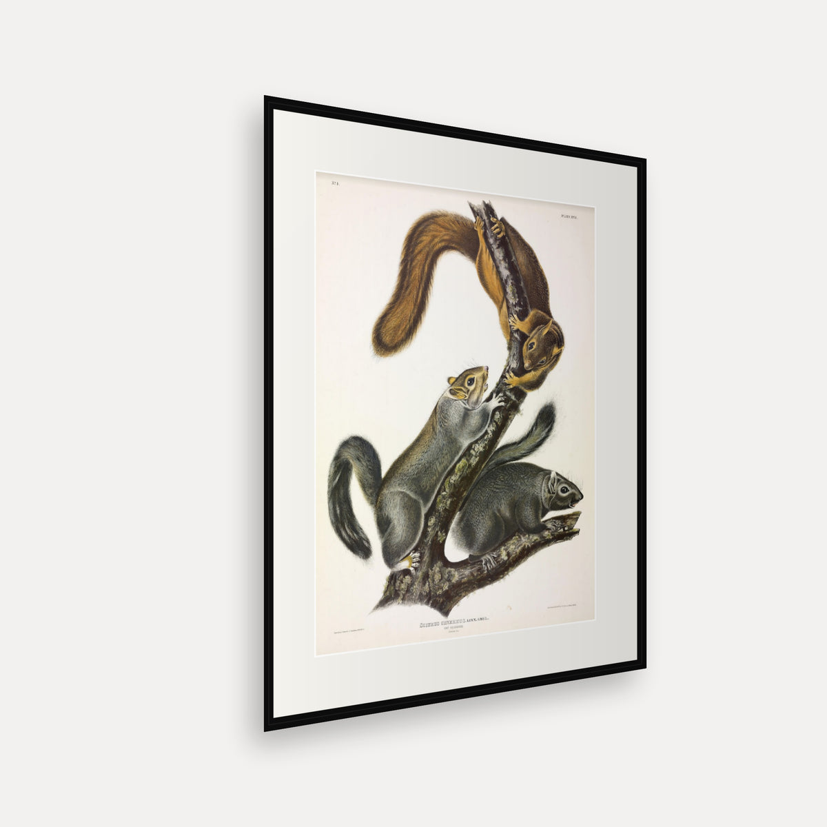 Cat Squirrel · Plate 17 · Audubon - Quadrupeds of North America Print framed print shown at an angle