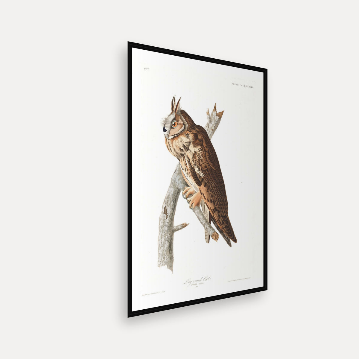 Long-eared Owl · Plate 383 · Audubon - Birds of America Print