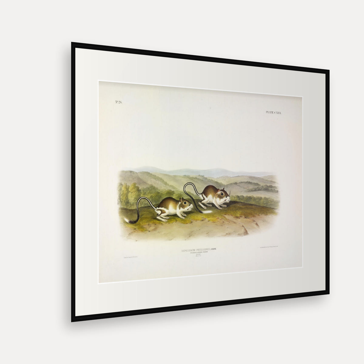 Pouched Jerboa Mouse · Plate 130 · Audubon - Quadrupeds of North America Print framed print shown at an angle