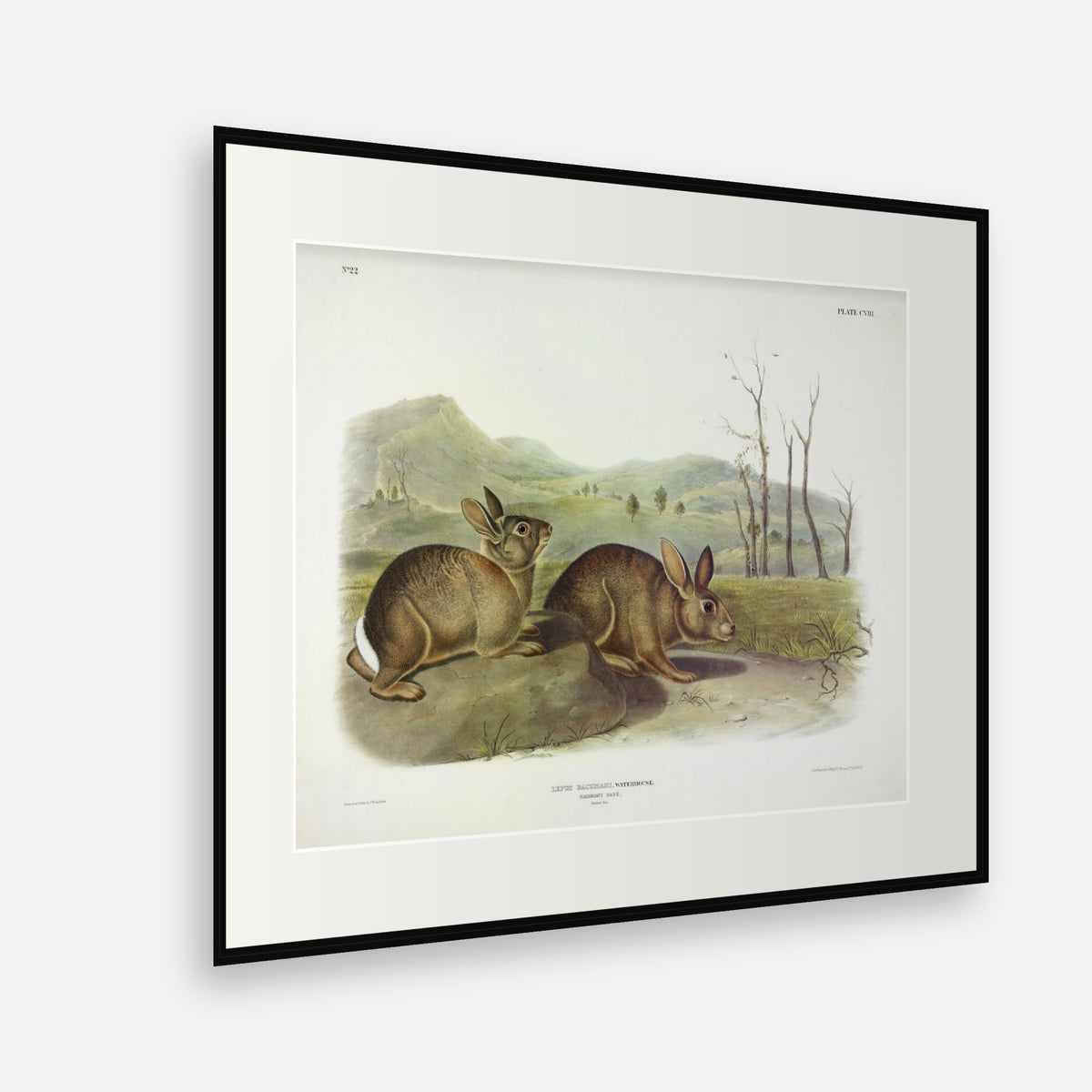 Bachman's Hare · Plate 108 · Audubon - Quadrupeds of North America Print framed print shown at an angle