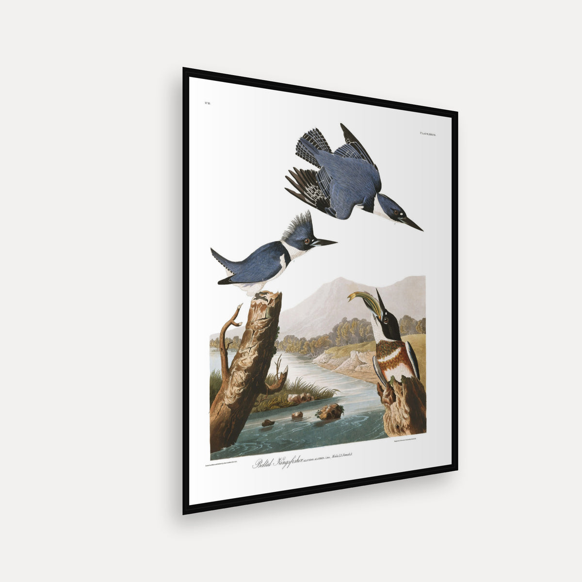 Belted Kingfisher · Plate 77 · Audubon - Birds of America Print
