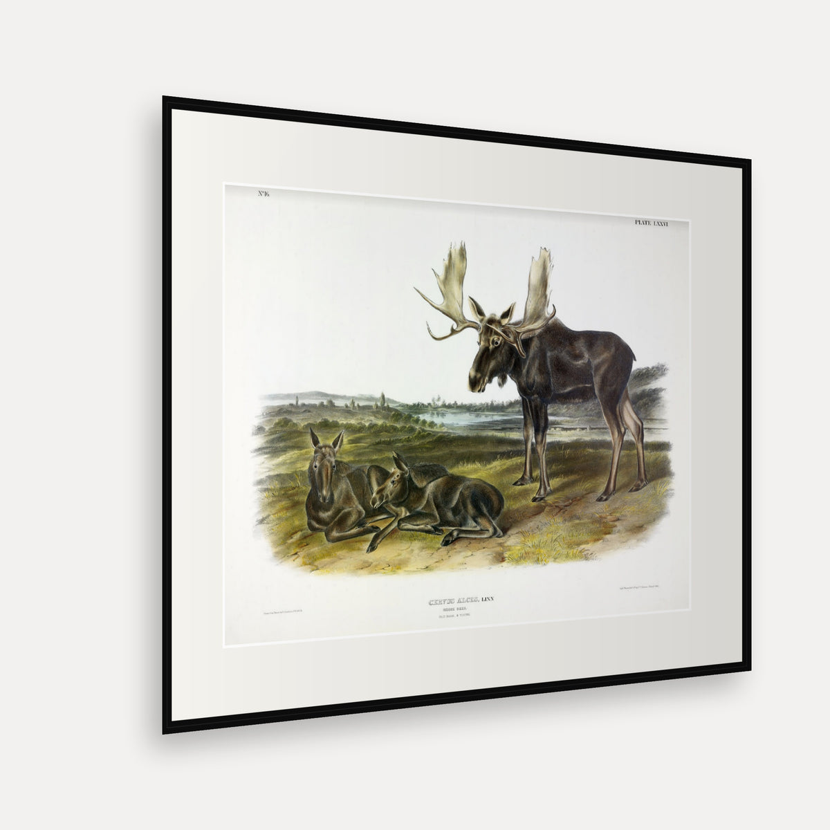 Moose · Plate 76 · Audubon - Quadrupeds of North America Print framed print shown at an angle