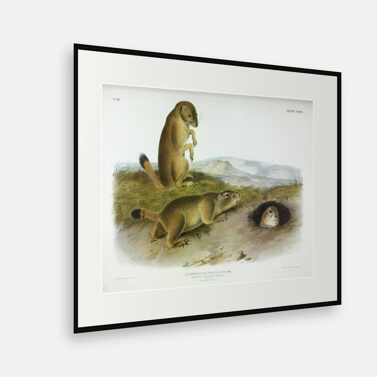 Prairie Dog · Plate 99 · Audubon - Quadrupeds of North America Print framed print shown at an angle