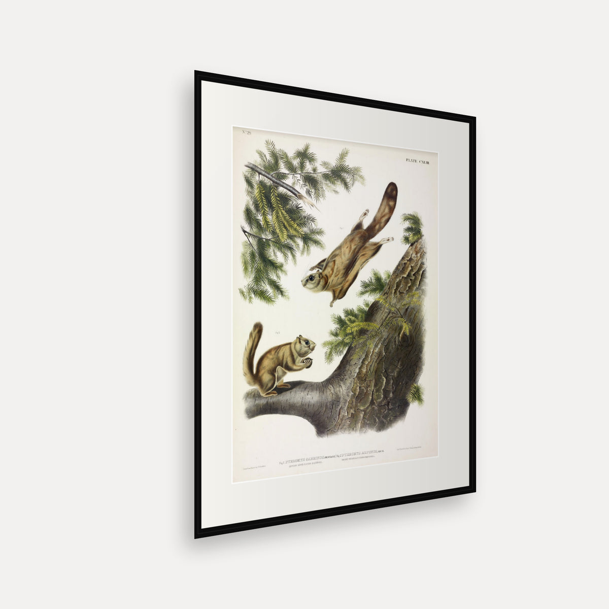 Severn River and Rocky Mountain Flying Squirrels · Plate 143 · Audubon - Quadrupeds of North America Print framed print shown at an angle