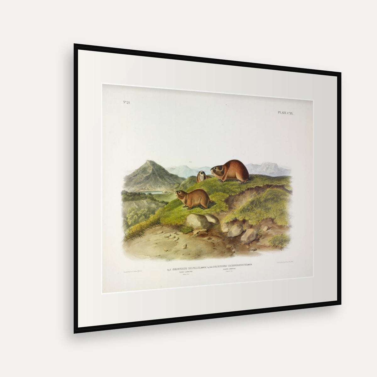 Tawny and Back's Lemmings · Plate 120 · Audubon - Quadrupeds of North America Print framed print shown at an angle