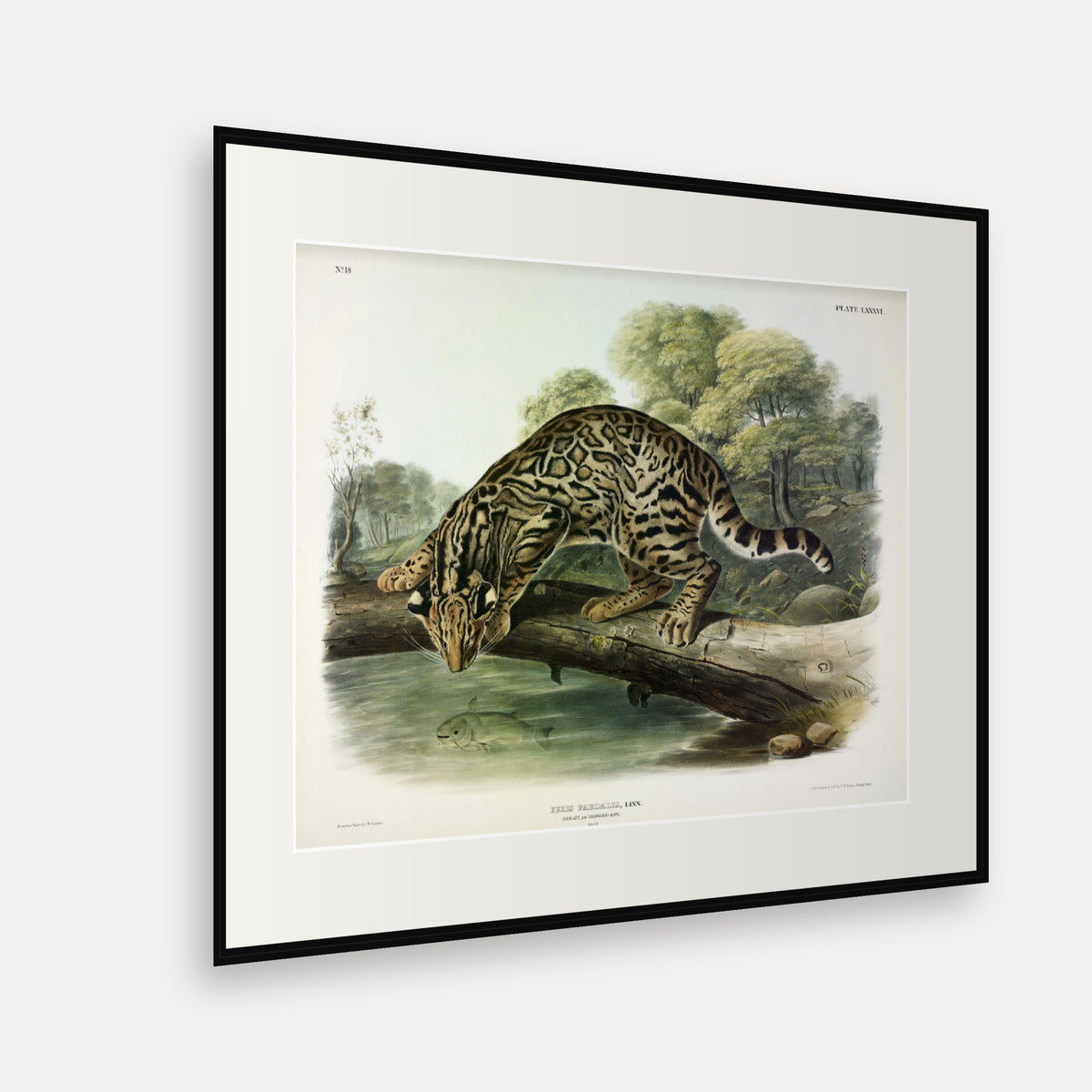 Ocelot · Plate 86 · Audubon - Quadrupeds of North America Print framed print shown at an angle