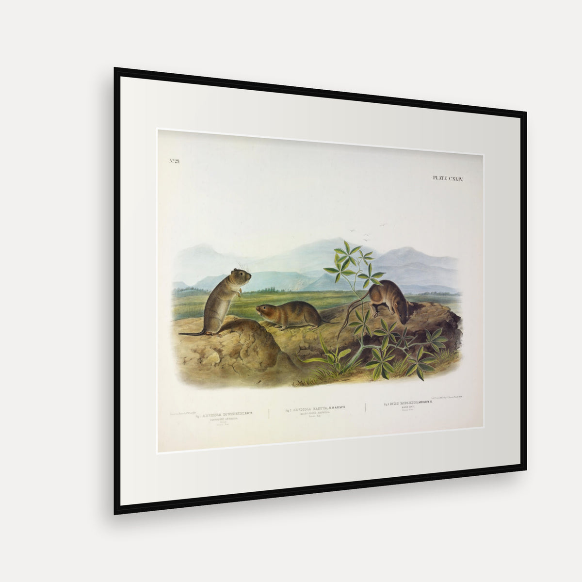 Townsend's Arvicola, Sharp-nosed Arvicola and Bank Rat · Plate 144 · Audubon - Quadrupeds of North America Print framed print shown at an angle