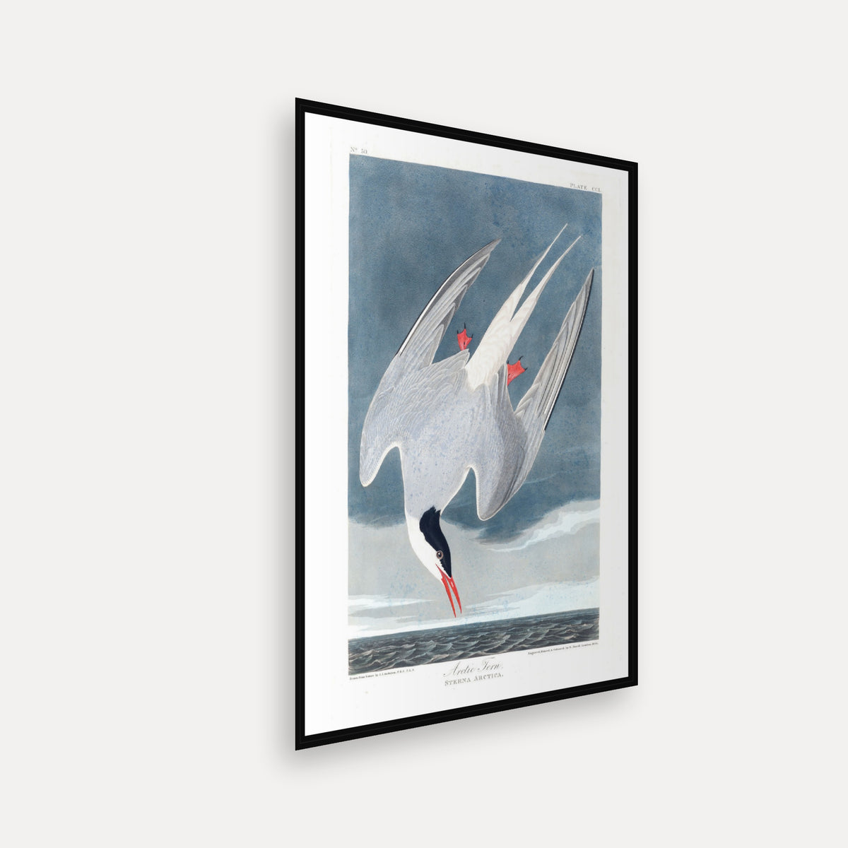 Arctic Tern · Plate 250 · Audubon - Birds of America Print