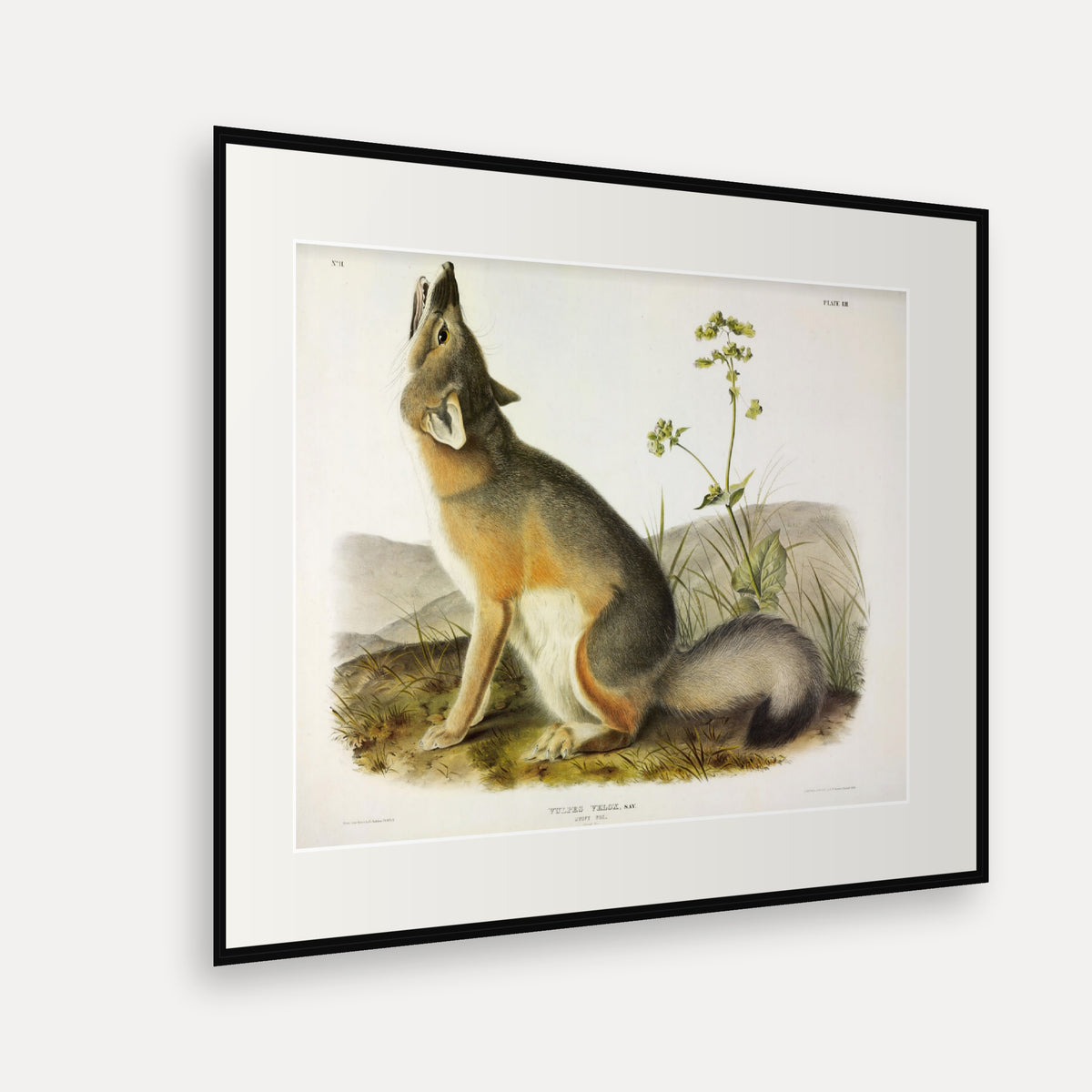 Swift Fox · Plate 52 · Audubon - Quadrupeds of North America Print framed print shown at an angle