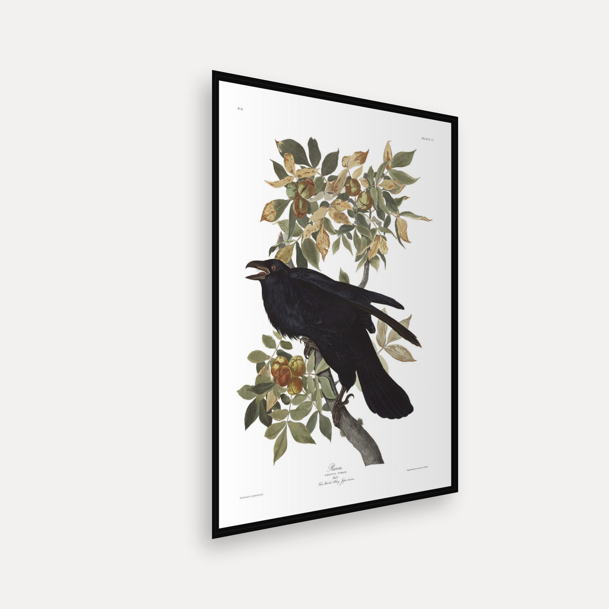 Raven · Plate 101 · Audubon - Birds of America Print
