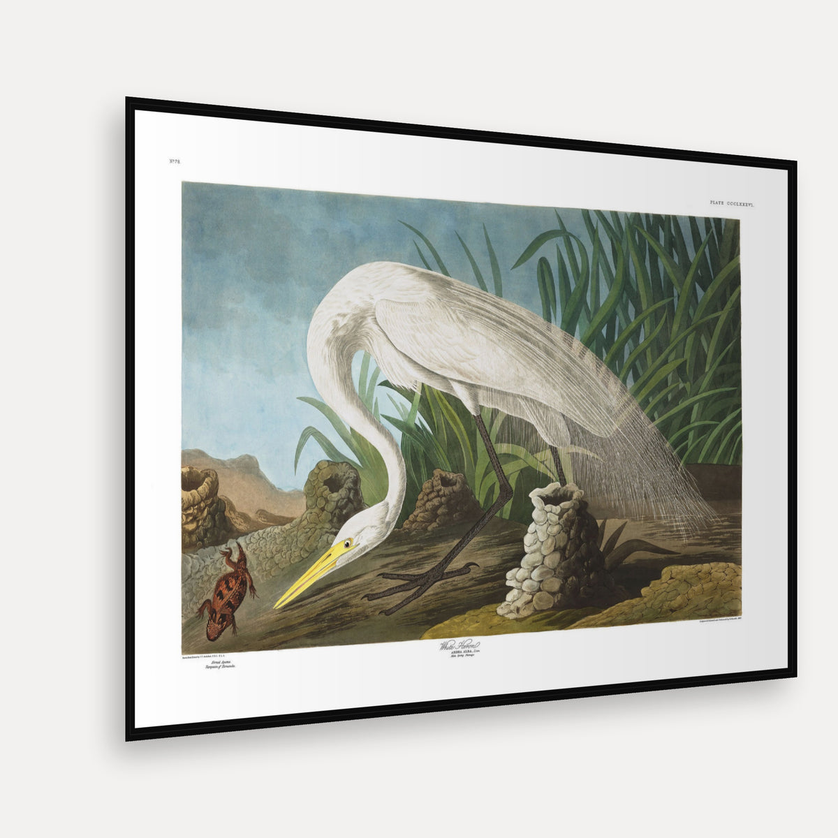 White Heron · Plate 386 · Audubon - Birds of America Print