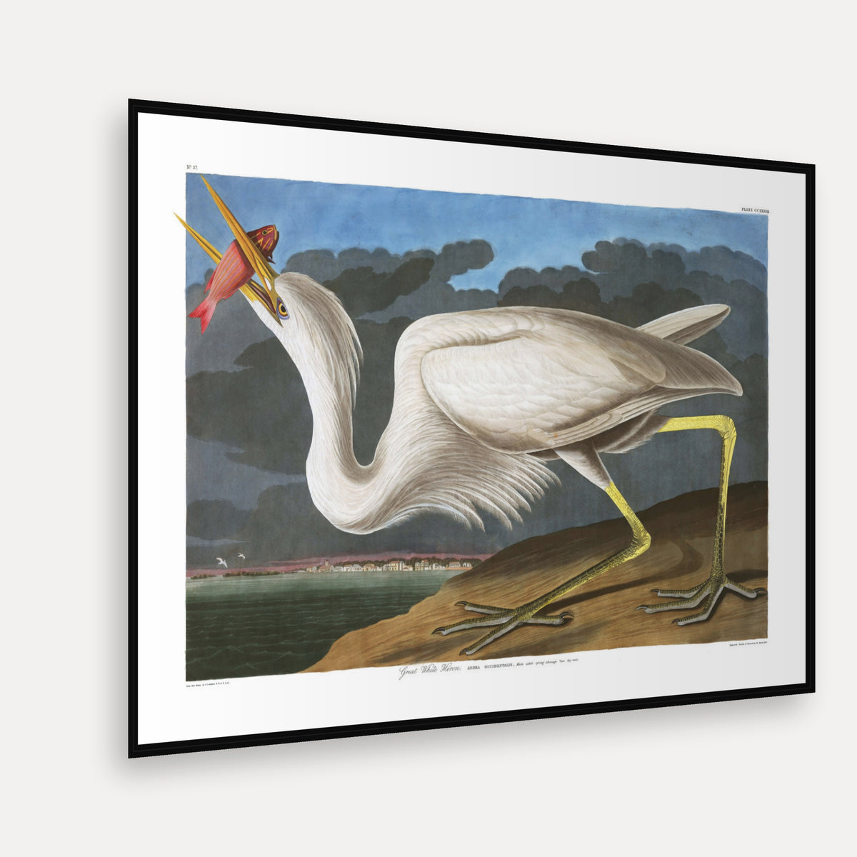 Great White Heron · Plate 281 · Audubon - Birds of America Print