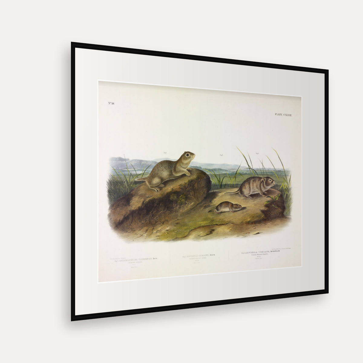 American Souslik, Oregon and Texan Meadow Mice · Plate 147 · Audubon - Quadrupeds of North America Print framed print shown at an angle