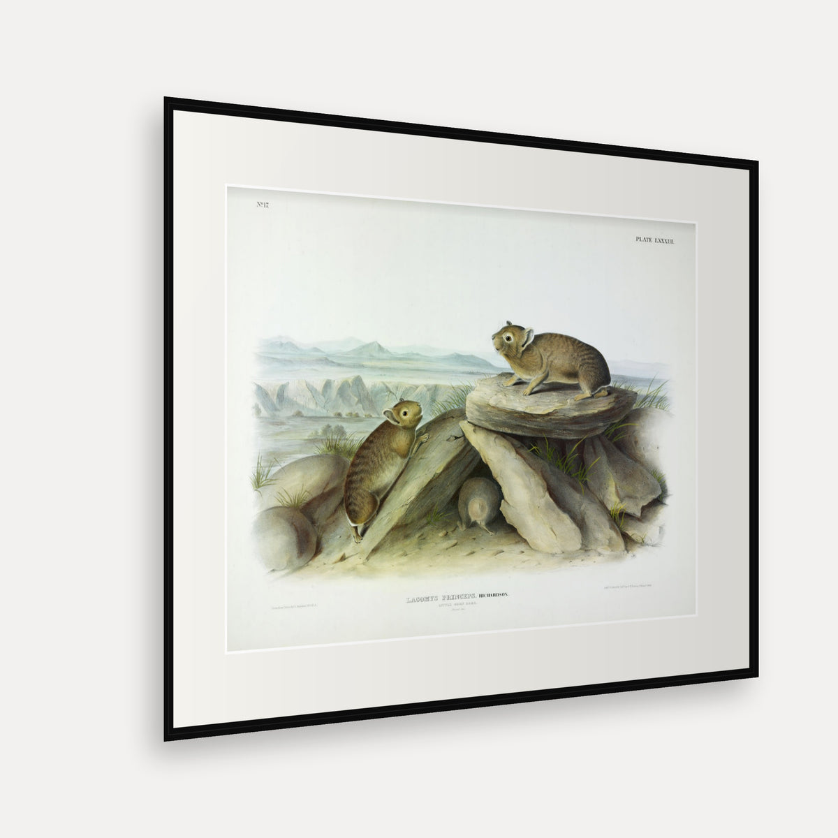 Little-chief Hare · Plate 83 · Audubon - Quadrupeds of North America Print framed print shown at an angle