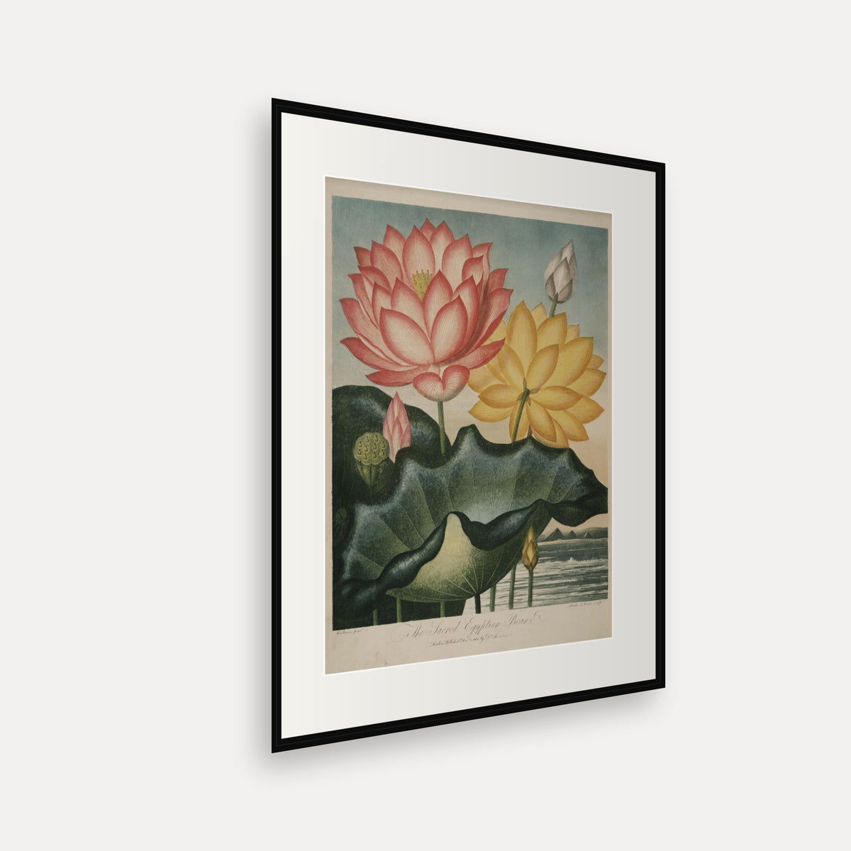 The Sacred Egyptian Bean · Thornton's Temple of Flora · Vintage Botanical Print
