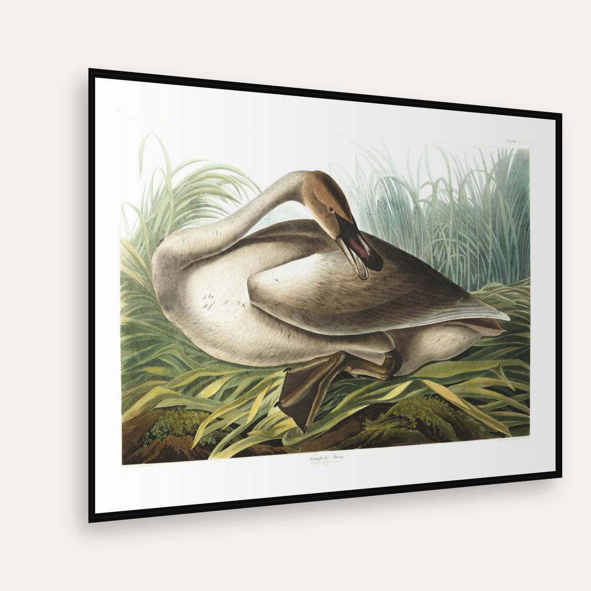 Trumpeter Swan · Plate 376 · Audubon - Birds of America Print