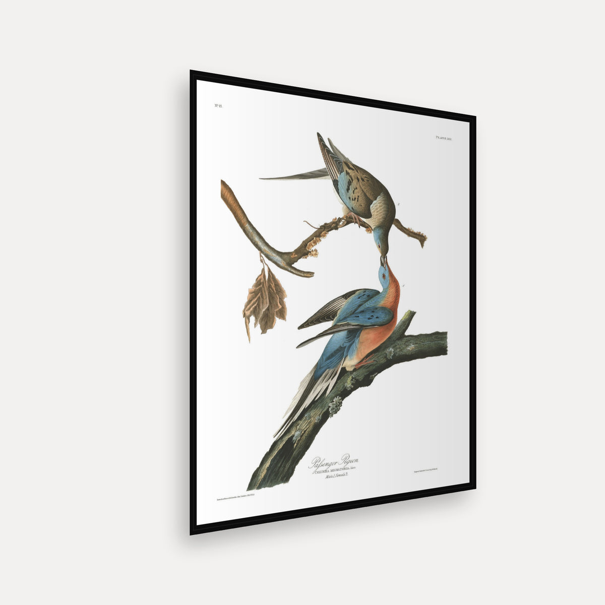 Passenger Pigeon · Plate 62 · Audubon - Birds of America Print