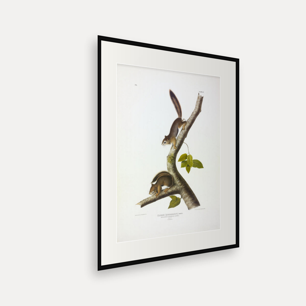 Richardson's Columbian Squirrel · Plate 5 · Audubon - Quadrupeds of North America Print framed print shown at an angle