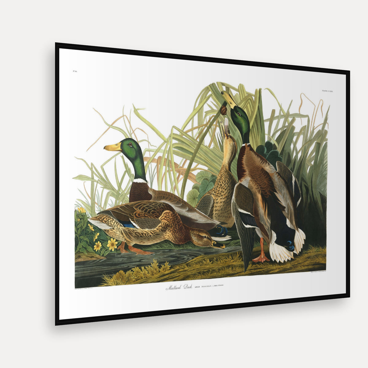 Mallard Duck · Plate 221 · Audubon - Birds of America Print