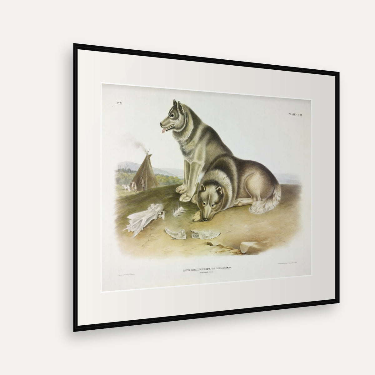 Esquimaux Dog · Plate 113 · Audubon - Quadrupeds of North America Print framed print shown at an angle