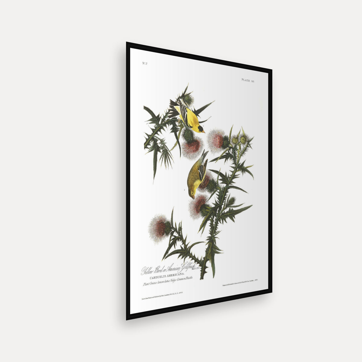American Goldfinch · Plate 33 · Audubon - Birds of America Print