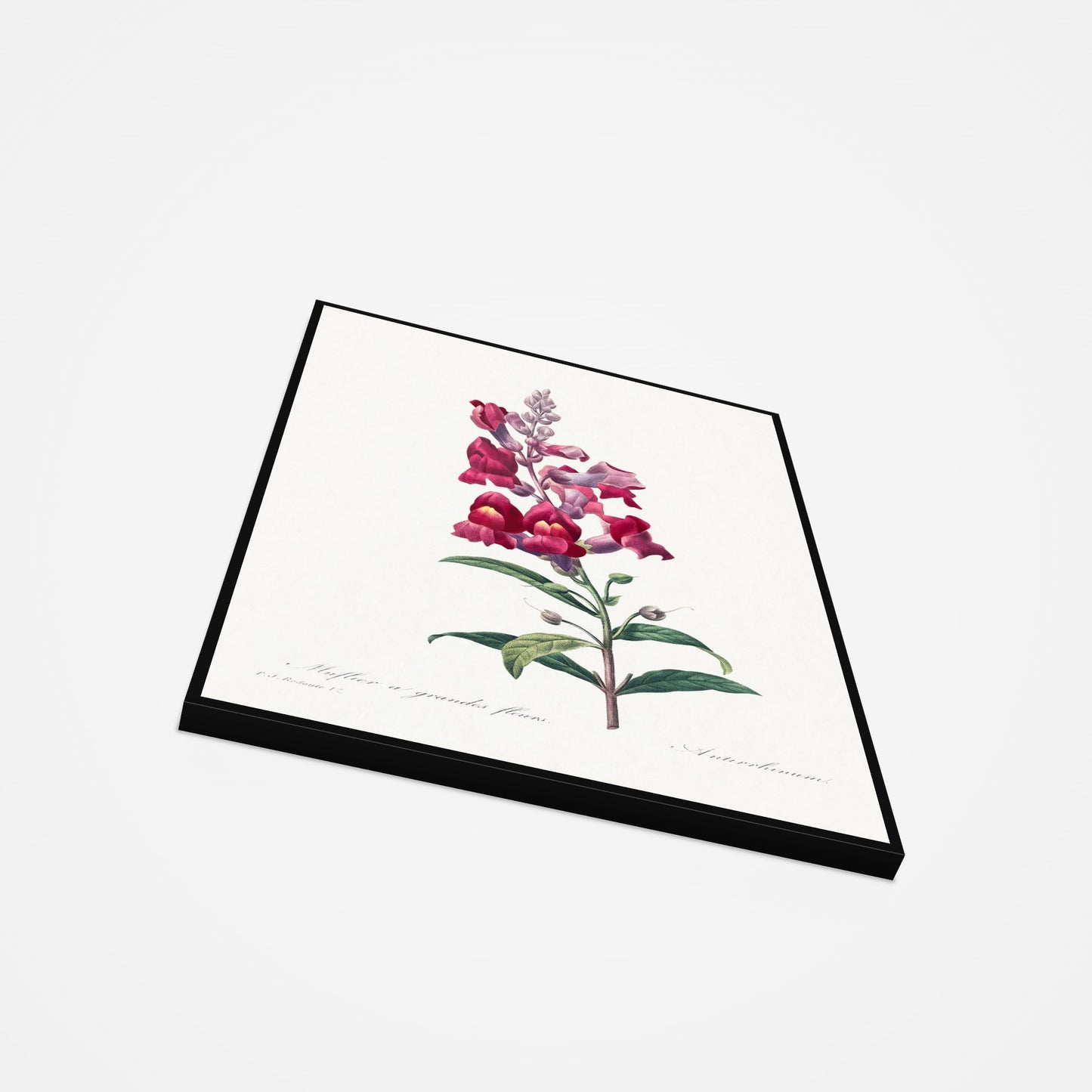 Muflier à Grandes Fleurs / Antirrhinum Pierre-Joseph Redouté Print
