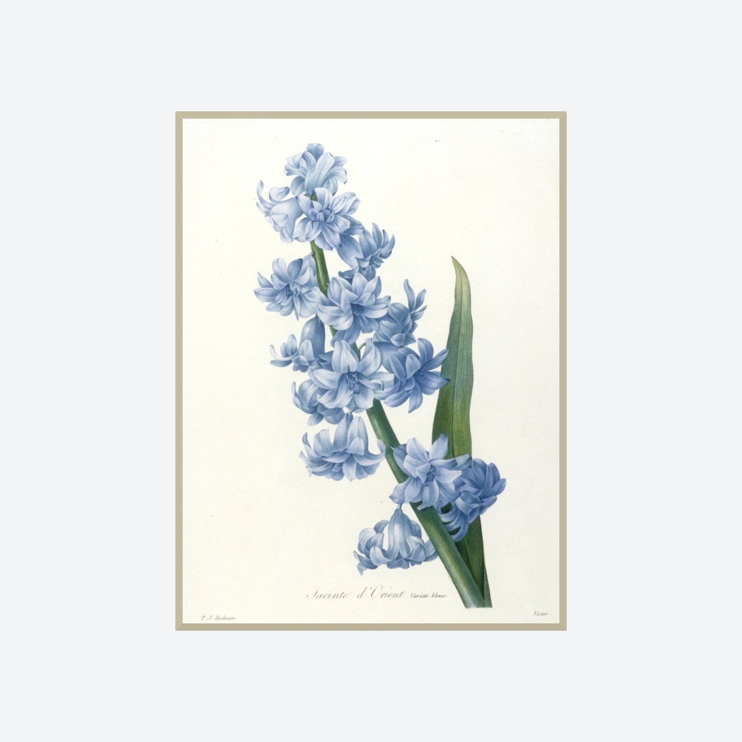 Jacinthe d'Orient Pierre-Joseph Redouté Print
