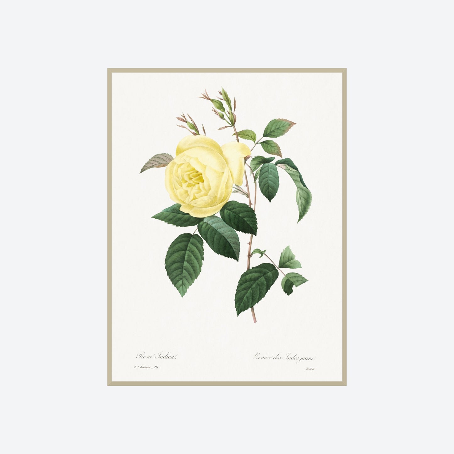 Rosa Indica Pierre-Joseph Redouté Print