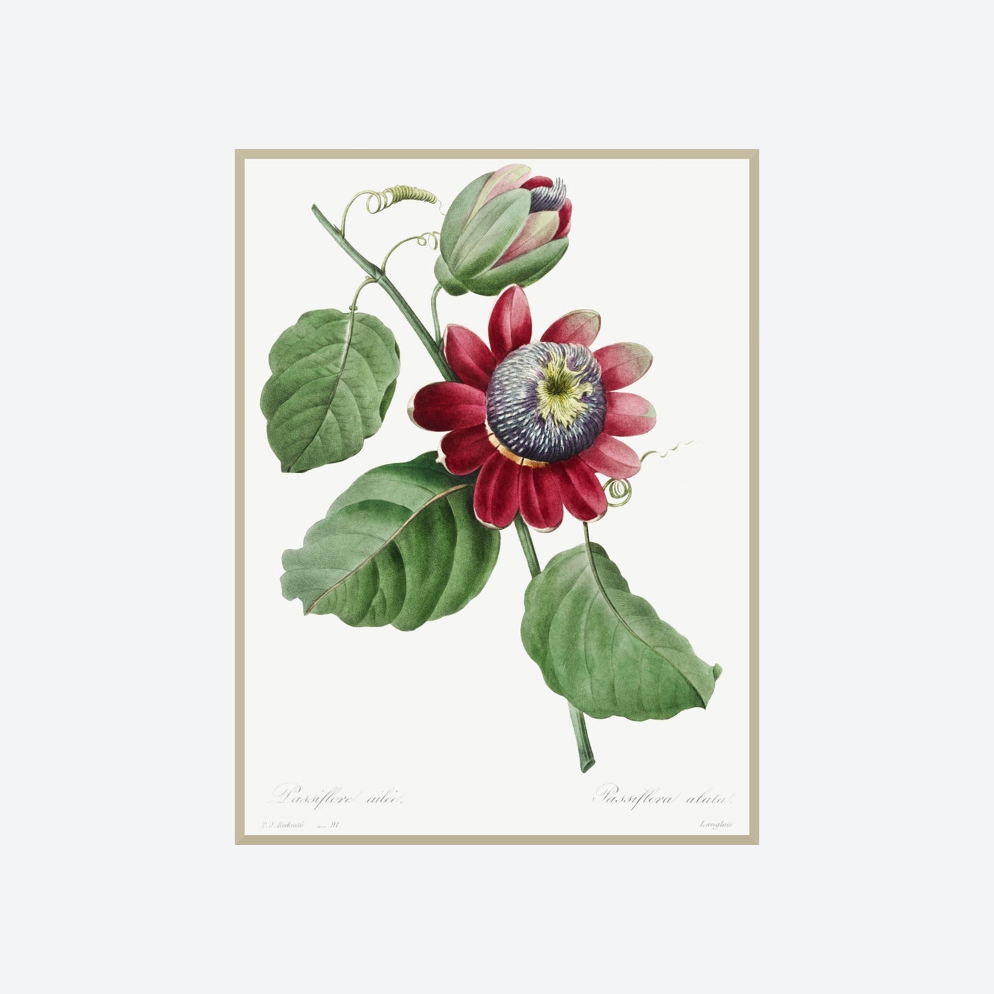 Passiflora Alata Pierre-Joseph Redouté Print