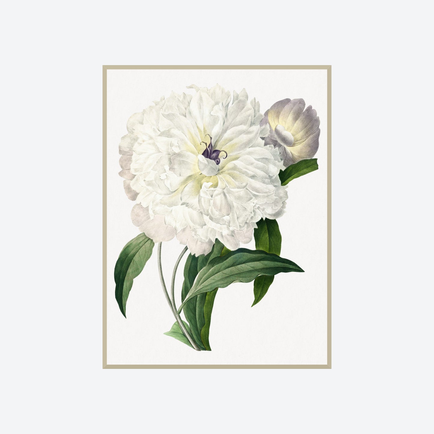Pivoine Paeonia Officinalis Peony Pierre-Joseph Redouté Print