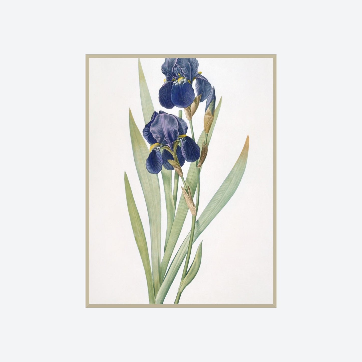 Iris Germanica Pierre-Joseph Redouté Print