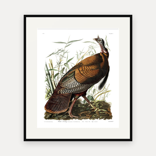 Wild Turkey, Audubon Plate 1, mounted in a black frame