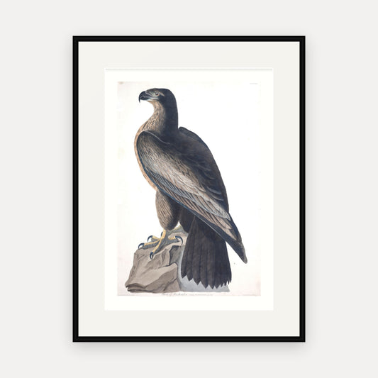 Bird of Washington, Audubon Plate 11, mounted in a black frame